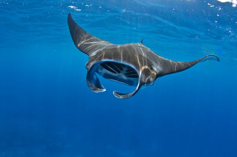 Manta Rays: Surprisingly Self-Aware Giants
