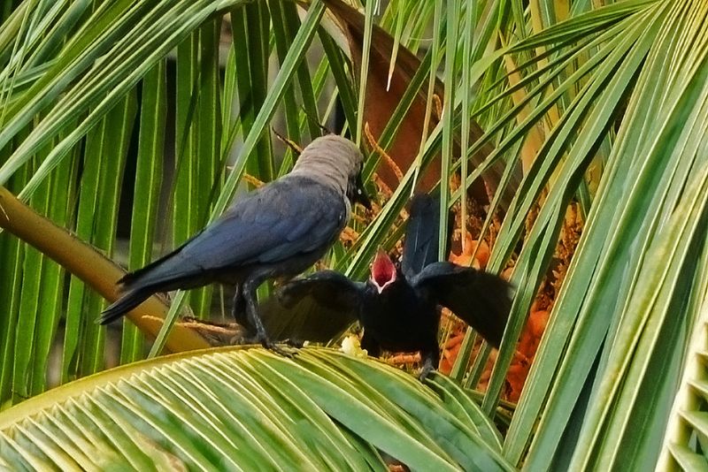 Crows