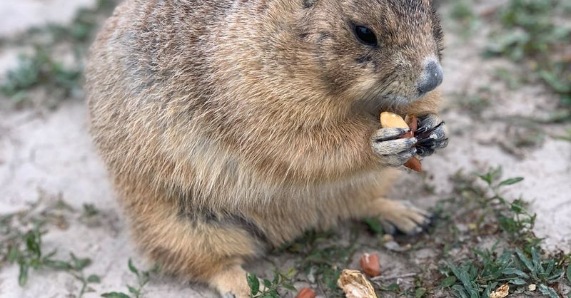 Nut Nibbling