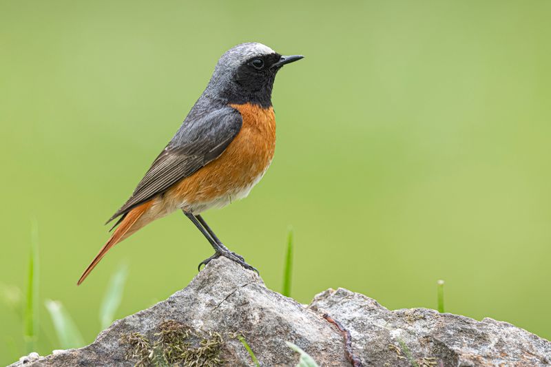 Common Redstart
