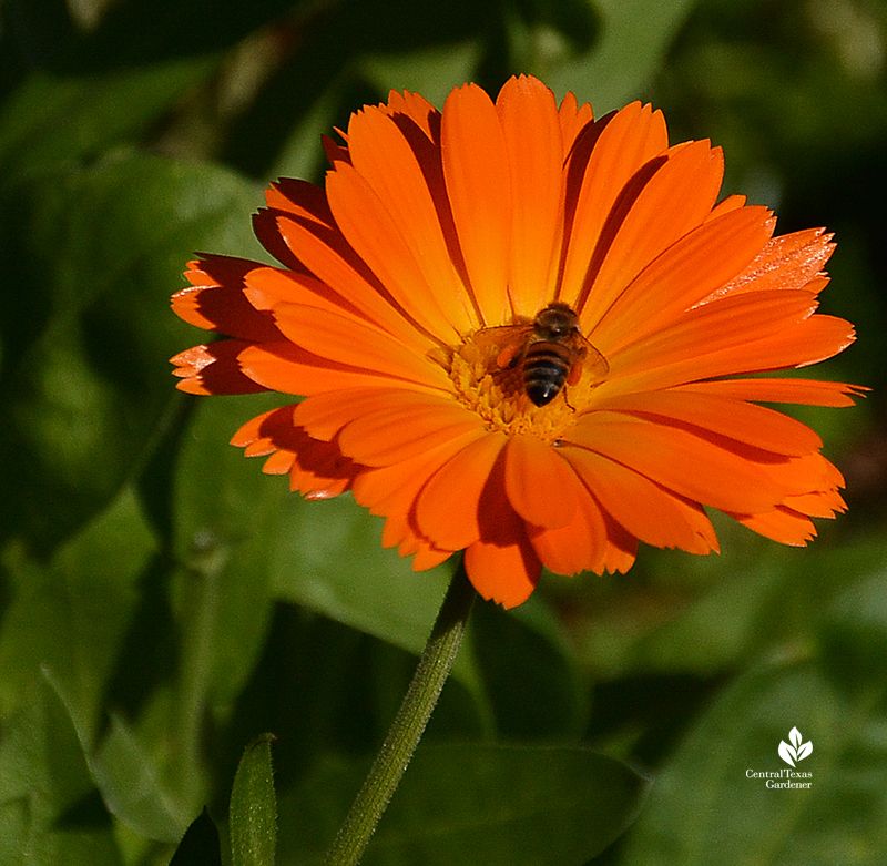 Calendula: Sunshine for Winter Bees