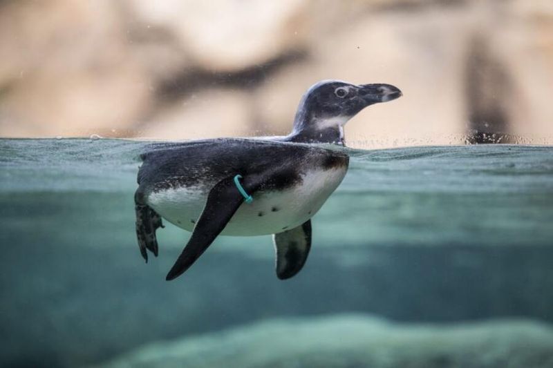 Lincoln Park Zoo's Urban Oasis