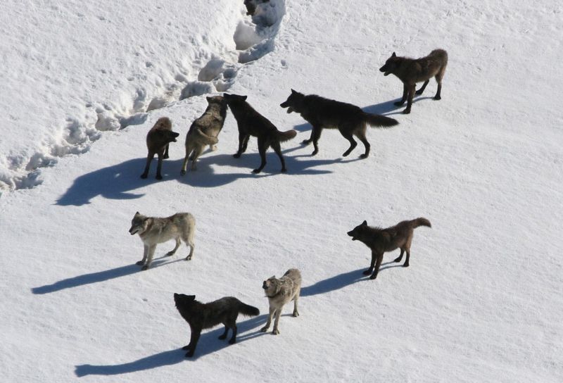Wyoming's Yellowstone Success Story