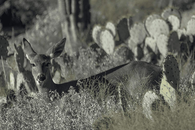 Arizona's Desert Adaptations
