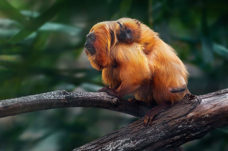 Golden Lion Tamarin – Flame-Haired Forest Jewel