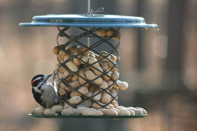 Peanut Feeders: Wrens And Woodpeckers Welcome