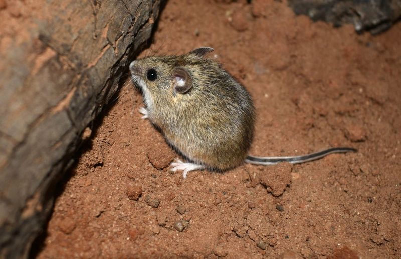 Plains Harvest Mouse