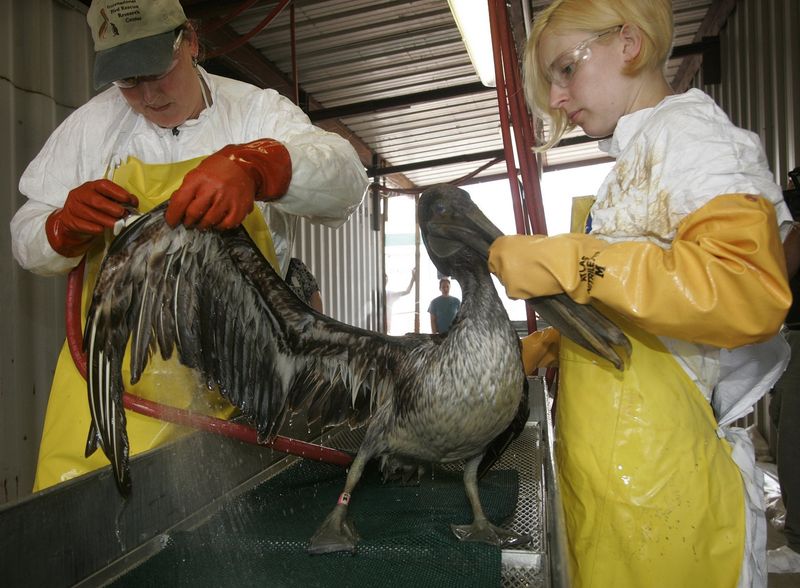 Migratory Birds After Oil Spill Cleanup