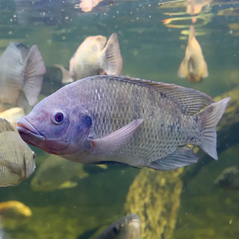 Tilapia Have Taken Hold In U.S. Waters
