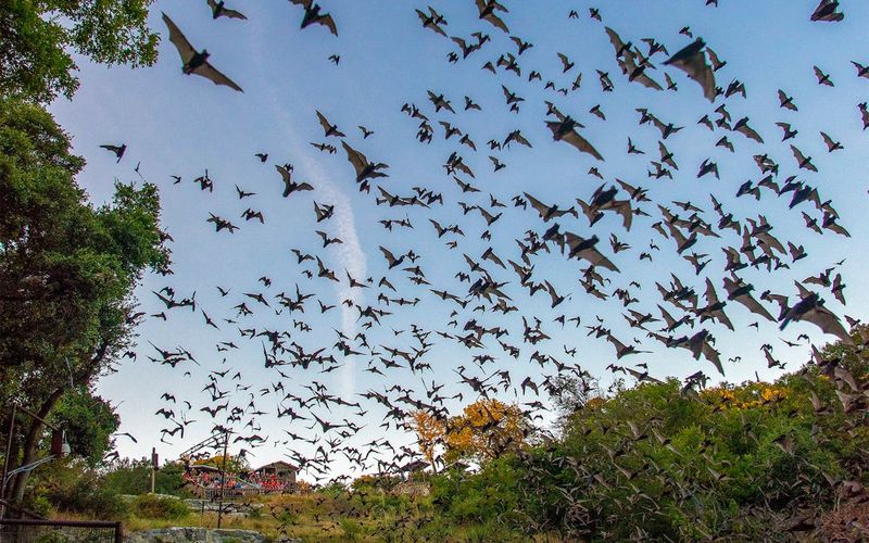 Bats Colony Abandoned Subway Tunnels