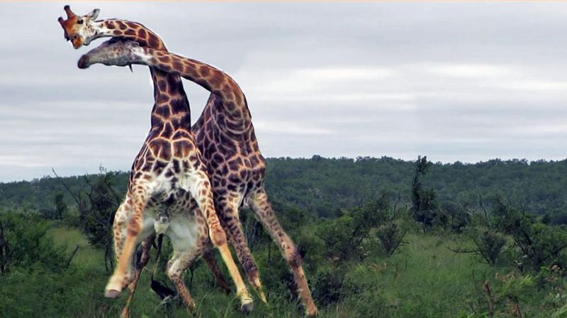 Neck-Fighting Males