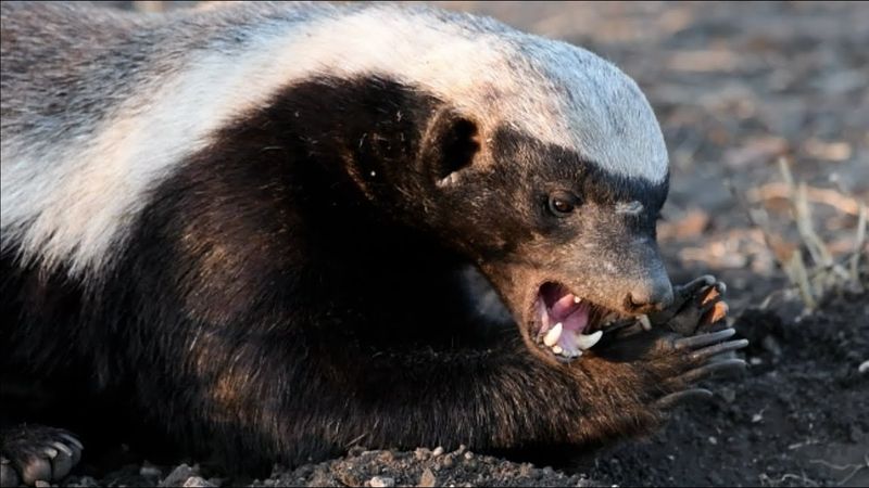 Honey Badgers