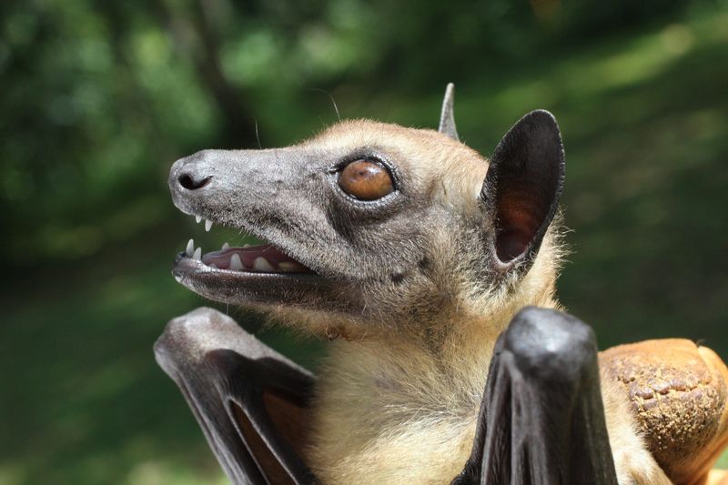 Bats Aren't Blind At All