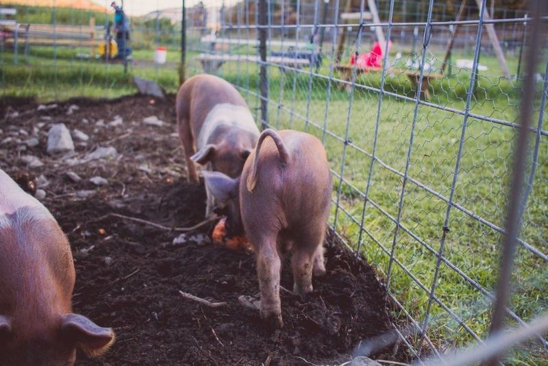 Pigs