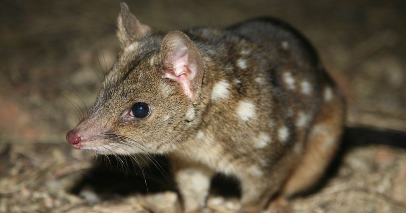 Hope For The Future: What's Next For These Resilient Creatures