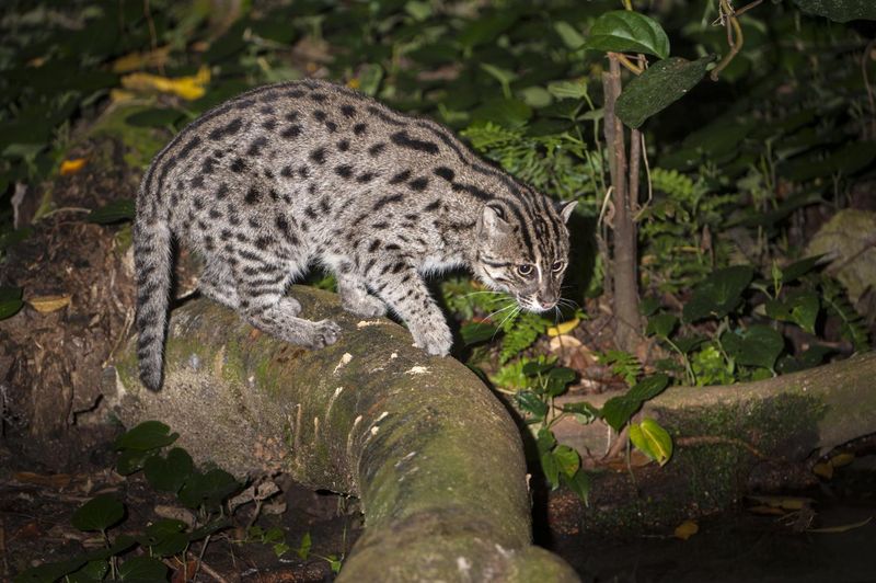 The Role Of Prey Availability In Wild Cat Movement