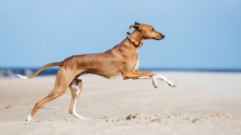 Azawakh – Elegant Desert Sighthound