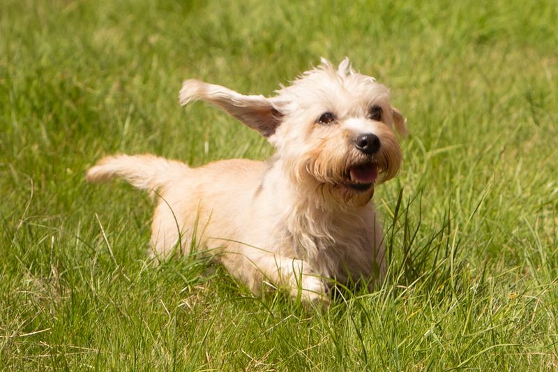 Dandie Dinmont Terriers Disappearing Act