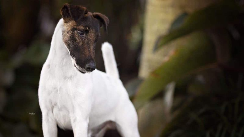 Smooth Fox Terriers: From Show Ring Stars To Obscurity