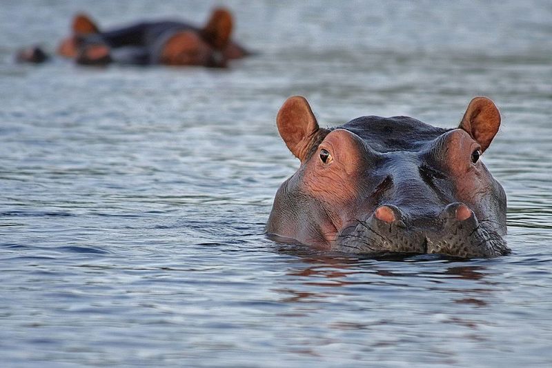 Hippopotamuses: River Giants With Sunscreen-Secreting Skin