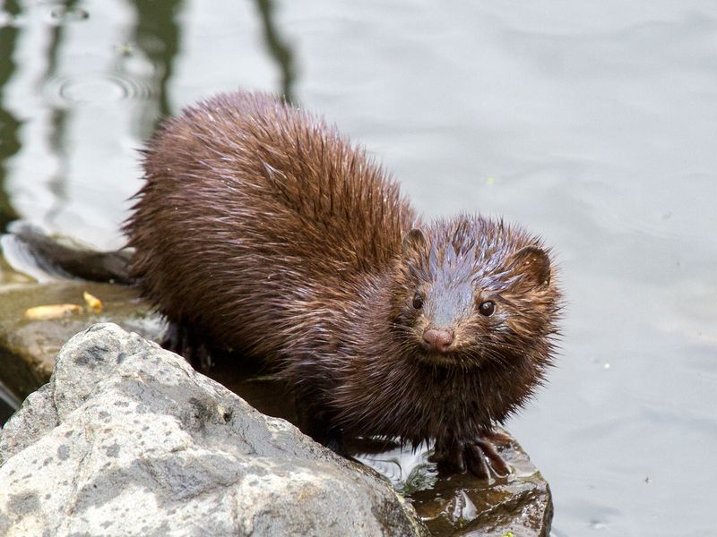 Mink: The Luxury Pets That Never Were