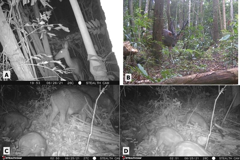 The Role Of Camera Traps In Tracking Rare Species Like This