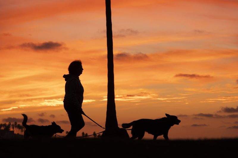 Short-Term Pet Commitments