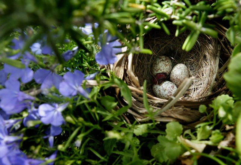 Nest Destruction During Yard Work