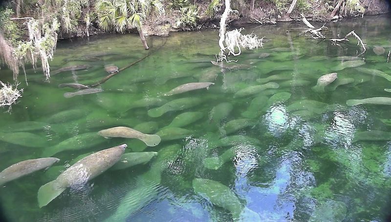 Record-Breaking Gathering: 736 Adults And 80 Calves In 2025