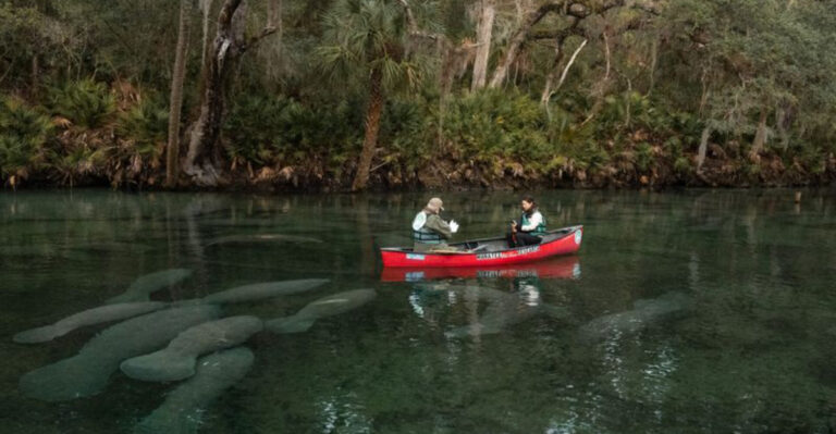 Over 700 Manatees Gather In Florida Park, Setting A New Record For The Largest Group Ever Seen