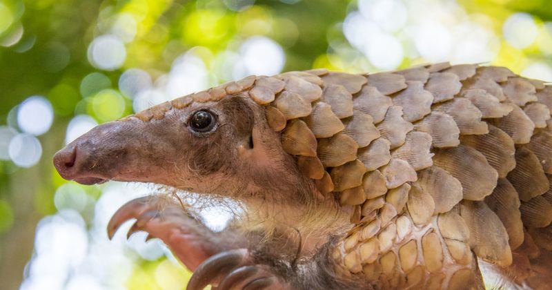 New Rules Align With CITES International Protections