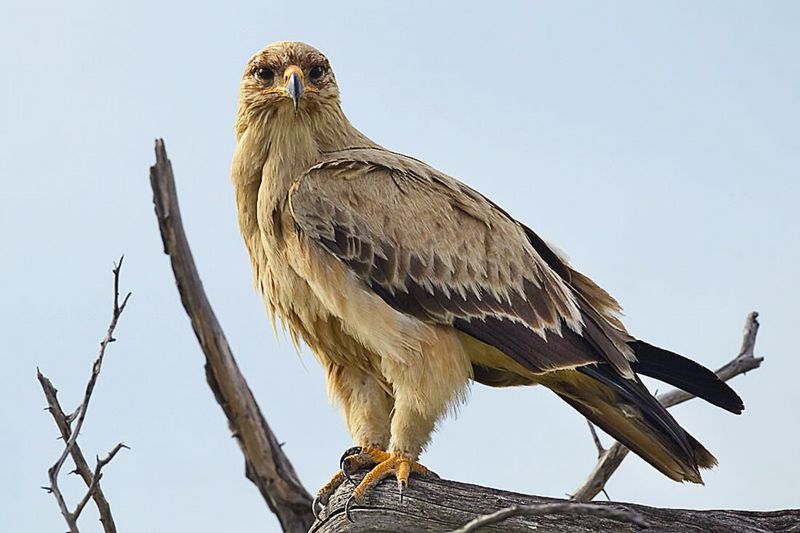 Most Eagle Species Live In Asia And Africa