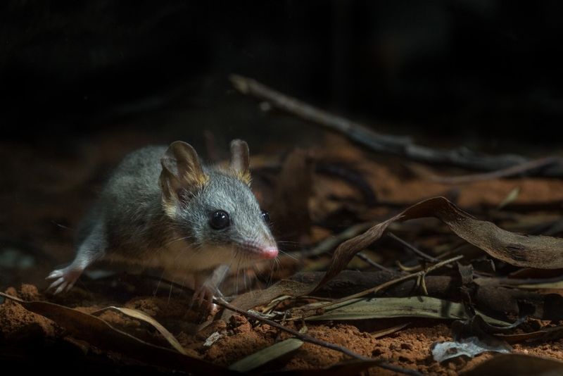 Future Prospects For Wild Phascogales