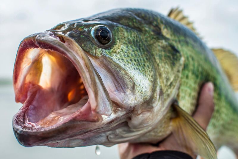 Bass That Refuse To Bite Despite Perfect Conditions