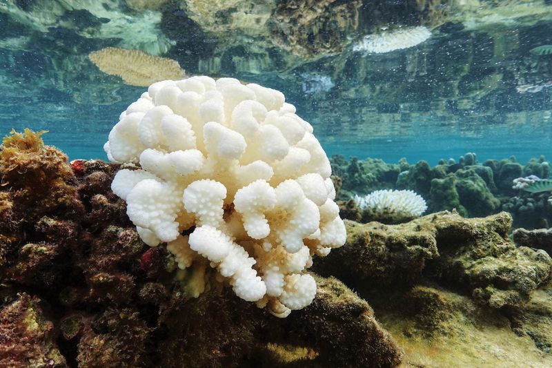 Sunscreen Chemicals Bleaching Coral Reefs
