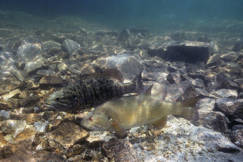 Many Lakes Need That Spawn For Recovery