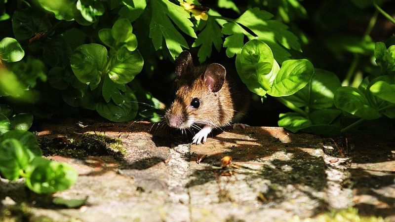 Rodent Infestations