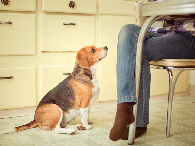 Feeding Table Scraps Regularly