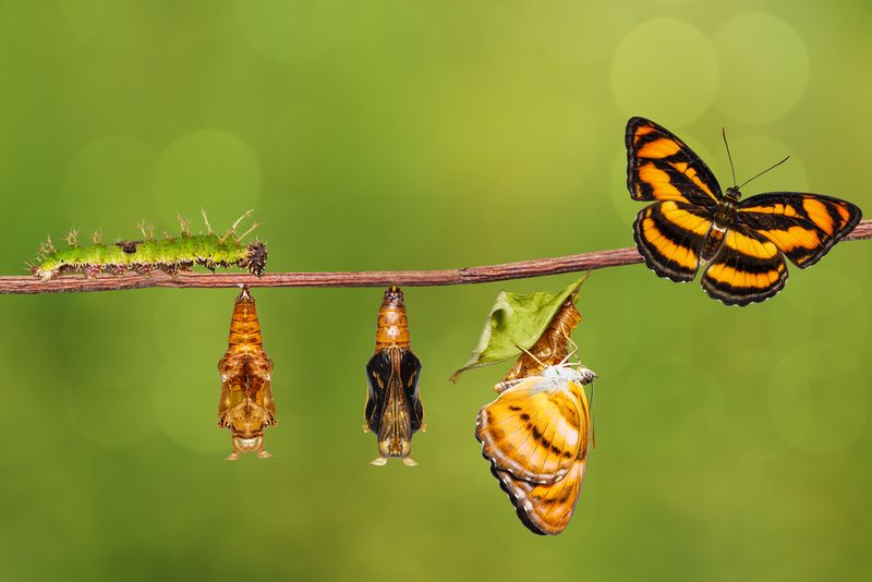 Lifespan Depends On Generation