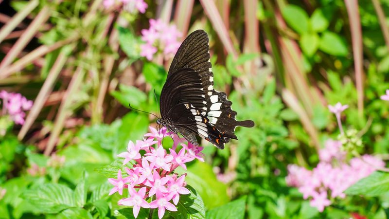 Hope Through Butterfly-Friendly Actions