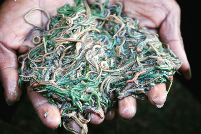 Palolo Worms' Synchronized Spawning