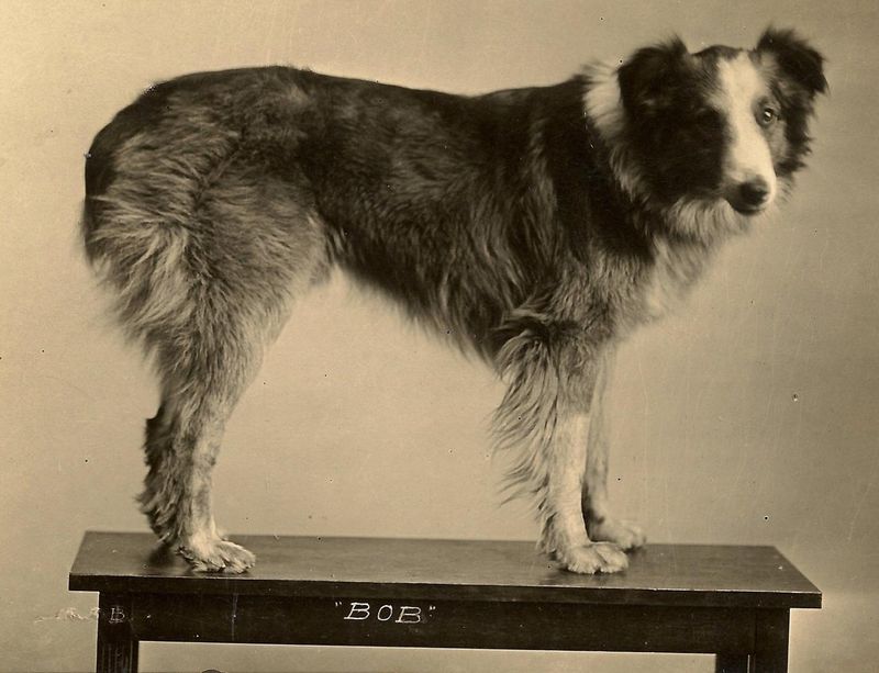 Bobbie the Wonder Dog: The Incredible Journey