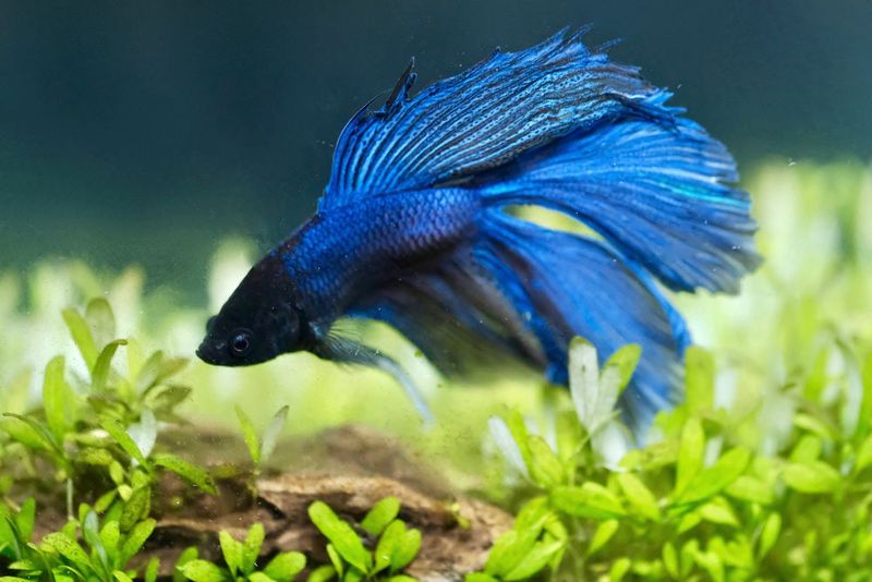 Betta Fish 