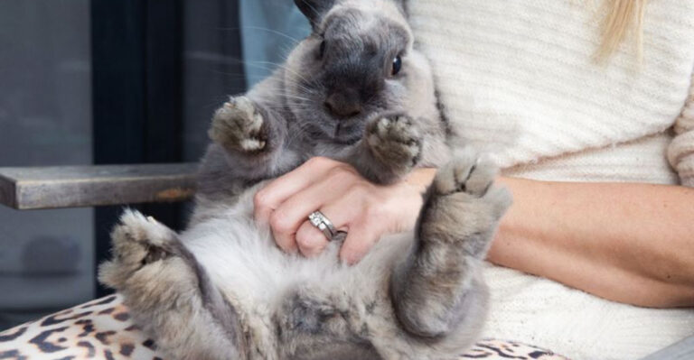 Owning A Pet Isn’t Easy, But These Species Make It A Little Simpler