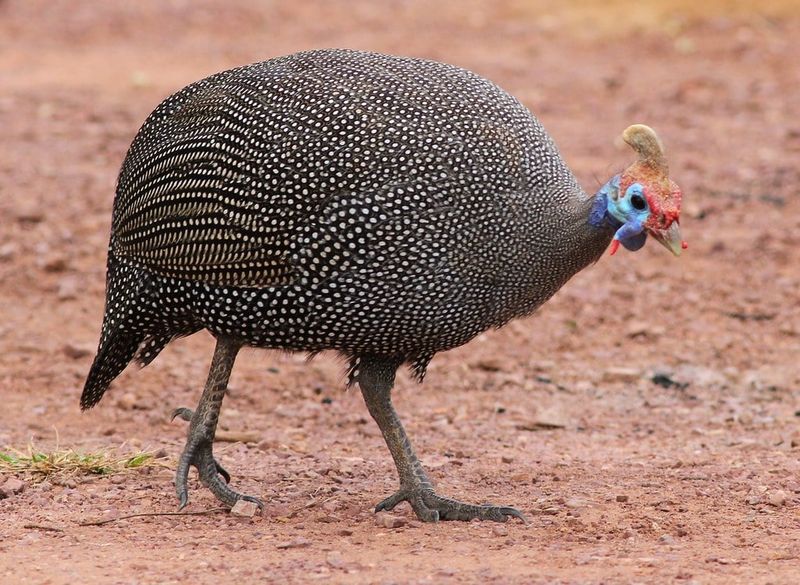 Guinea Fowl: Noisy Guardians With Personality