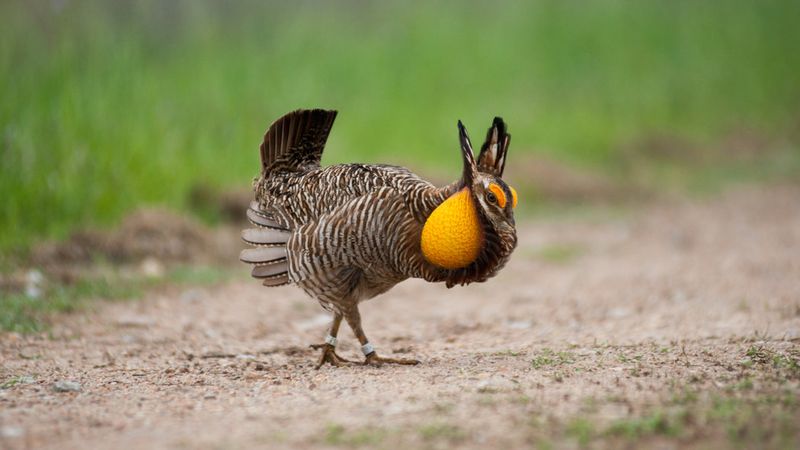 Attwater's Prairie Chicken