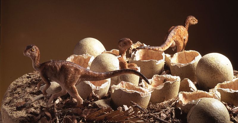 Maiasaura