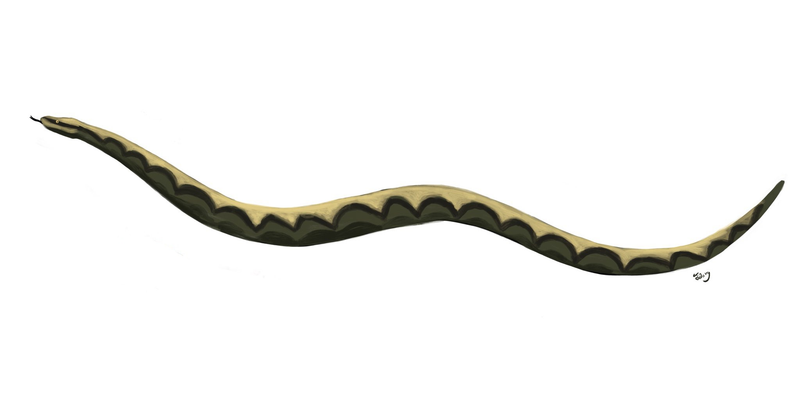 Gigantophis