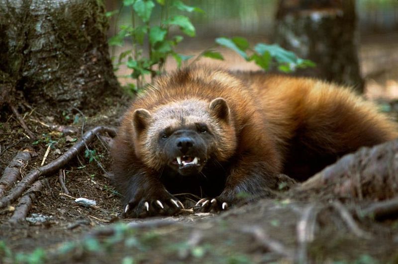 Wolverine: Pound-For-Pound Forest Fury
