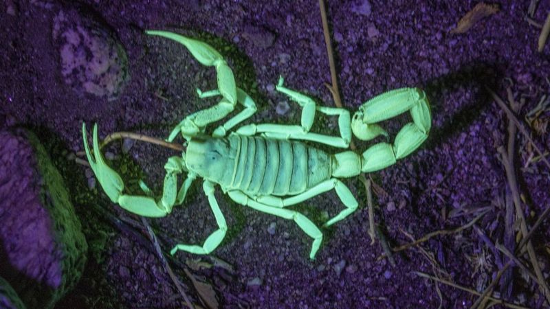 Scorpions: Desert Night Hunters